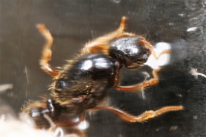 Solenopsis N°31, [Blog] Récolte de Solenopsis fugax