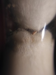 Cocon 1, [Blog] Nouvel essai avec les Lasius sp. jaune