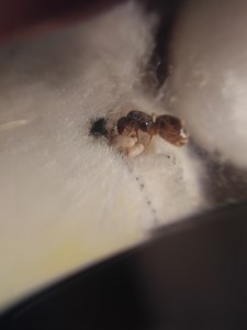 Couvain, [Blog] Nouvel essai avec les Lasius sp. jaune