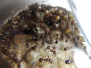 Oeufs, [Blog] Mes Aphaenogaster subterranea