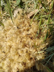 Ça bosse dur, [Messor structor] Identification espèce fourmi