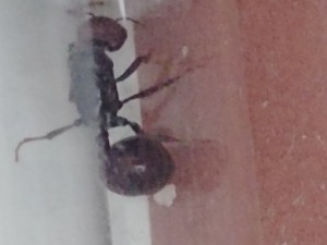 Les premiers oeufs de ma Gyne Messor barbarus, [Blog] Messor barbarus