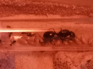Fondation de Messor barbarus dans le tube à essai, [Blog] Lasius nig.. Ah bah non, Messor barbarus