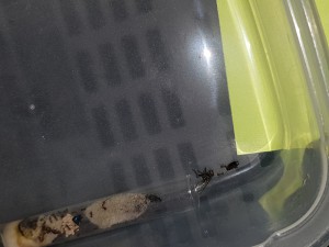 Les Lasius emarginatus 2 qui découvrent la proie. (Elles l'ont très vite ramené dans le tube par la suite ! x)), 