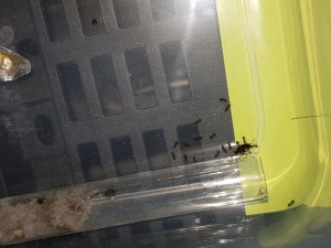 Par le nombre de Lasius sp. noire que l'on voit dans l'adc on comprend bien qu'elles ont bien bien évolué depuis, et vu le couvain ça ne va faire qu'augmenter... ;), 