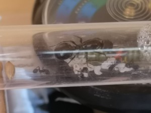 Couvain 1, [Blog] Lasius nig.. Ah bah non, Messor barbarus