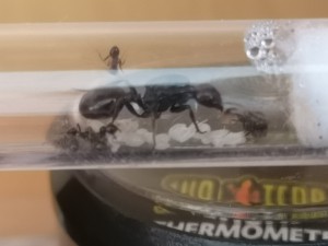 Couvain 2, [Blog] Lasius nig.. Ah bah non, Messor barbarus