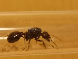 La gyne, qui participe à l'effort commun, [Blog] Lasius nig.. Ah bah non, Messor barbarus