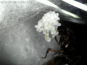 Une grappe de gyne coton, [Blog] Mes Solenopsis fugax