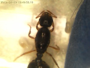 Gyne jaune en mode &quot;araignée&quot;, [Blog] Mes Solenopsis fugax