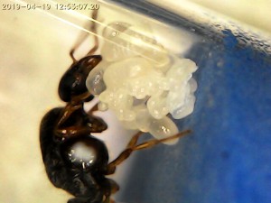 Gyne rouge et son couvain, [Blog] Mes Solenopsis fugax