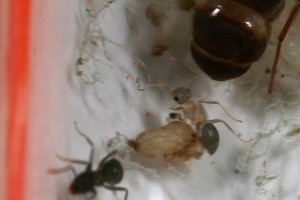 Lasius 1, [Blog] Toutes les Lasius de Whopic