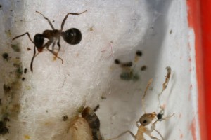 Lasius 4, [Blog] Toutes les Lasius de Whopic