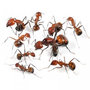 Camponotus nicobarensis family, [Blog] Messor aegyptiacus et Camponotus nicobarensis