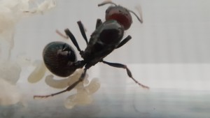 21 avril, [Blog] Messor barbarus