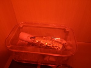 Gyne explorant l'ADC, Gyne qui explore et creuse dans l'ADC avec une ouvrière