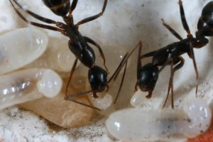 Couvain 4, [Blog] Camponotus barbaricus