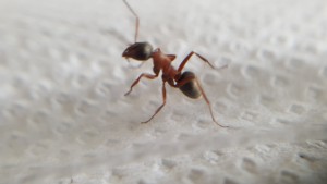 Fourmi jardin, [Serviformica sp.] Identification ouvrière