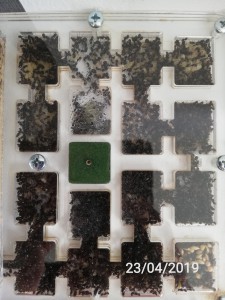 Messor barbarus, [Blog] Messor barbarus et autres fondations de Myrmex