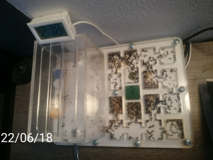 Messor barbarus, [Blog] Messor barbarus et autres fondations de Myrmex