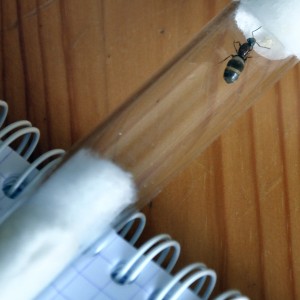Gyne 3, [Blog] Fourmis chez Petitdiable
