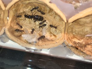 C. lateralis 1, [Blog] les colonies de Cheevi
