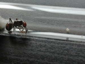 Gyne Messor barbarus et ses oeufs au 24/04/2019, [Blog] Messor barbarus