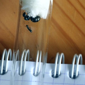 Gyne 6, [Blog] Fourmis chez Petitdiable