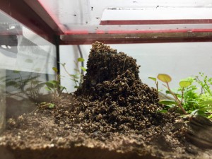 Harpegnathos venator - Dôme, [Blog] Les Harpegnathos venator de Deucalion