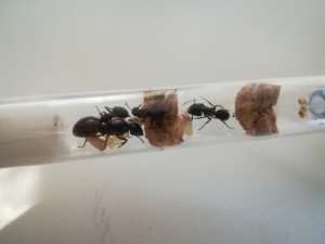 Tube compartimenté avec du liège pour cette espèce parfois semi-lignicole, [Blog] Les Camponotus de Fefe32