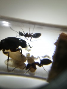 Là aussi un joli couvain, [Blog] Les Camponotus de Fefe32