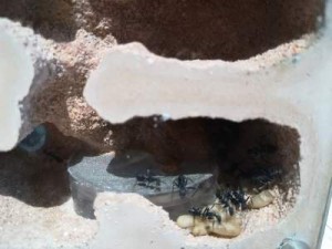 Qualité pourrie désolé, c'est moins facile que les fondations en tube, [Blog] Les Camponotus de Fefe32