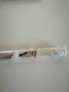 Fondation n°2 Camponotus cruentatus, [Blog] Les Camponotus de Fefe32