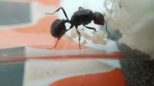 29 avril, [Blog] Messor barbarus