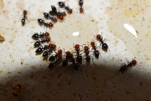 Crematogaster, [Blog] Crematogaster scutellaris