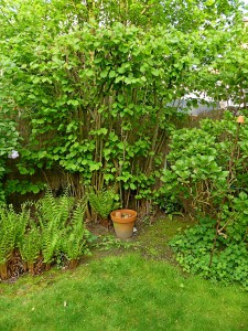 Nid de Myrmica rubra, [Myrmica rubra] "Nid de fourmis rouges"