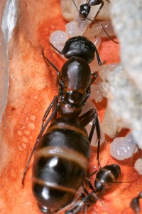 Sa majesté, [Blog] Camponotus barbaricus