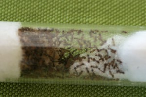Pheidole 2, [Blog] Pheidole pallidula