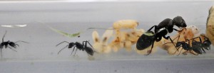 Le tube (1), [Blog] Camponotus vagus