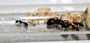 Le tube (2), [Blog] Camponotus vagus