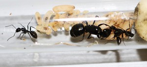 Jolie trophallaxie, [Blog] Camponotus vagus