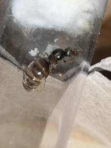 Gros plan, [Blog] Lasius sp. noires