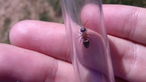 Tropidotilla litoralis femelle photo 1, Insecte ressemblant étrangement à une fourmi