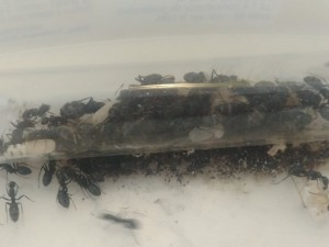 Le couvain et la gyne, [Blog] Camponotus vagus