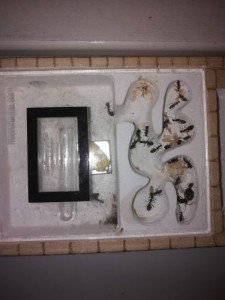 Vue d'ensemble, [Blog] Les Camponotus barbaricus