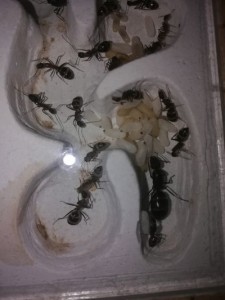 Vue de ma reine + couvain, [Blog] Les Camponotus barbaricus