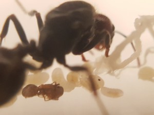 Première ouvrière, [Blog] Messor barbarus