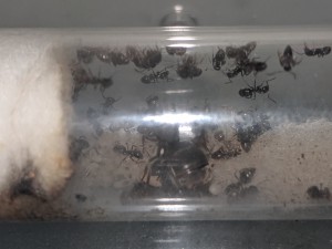 Lasius sp. aff. niger, [Blog] Les Lasius sp. aff. niger de Rekyem