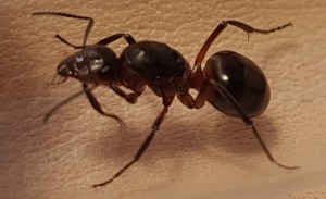 Profil_3, [Formica s. str] Gyne, probablement Formicinae, trouvée en Bretagne