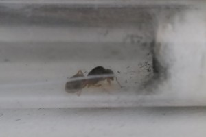Lasius flavus, [Blog] Les endémique d'Anatole